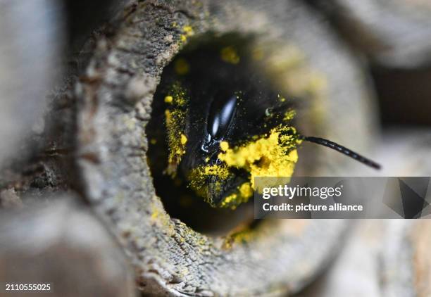 138 Red Mason Bees Stock Photos, High-Res Pictures, and Images - Getty ...