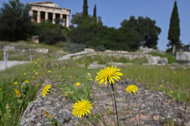 GRC: Wild Flowers Blossom In The Ancient Agora In Athens