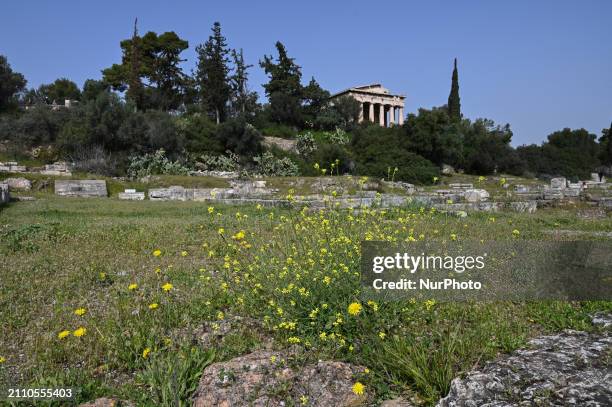 Wild flowers are blooming in front of the Temple of Hephaestus as spring arrives in the Ancient Agora in Athens, Greece, on March 27, 2024.