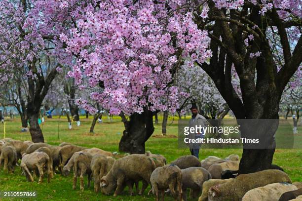 Shepherd herds a flock of sheep in an almond orchard during spring season at the village on March 27, 2024 in Pulwama, India.