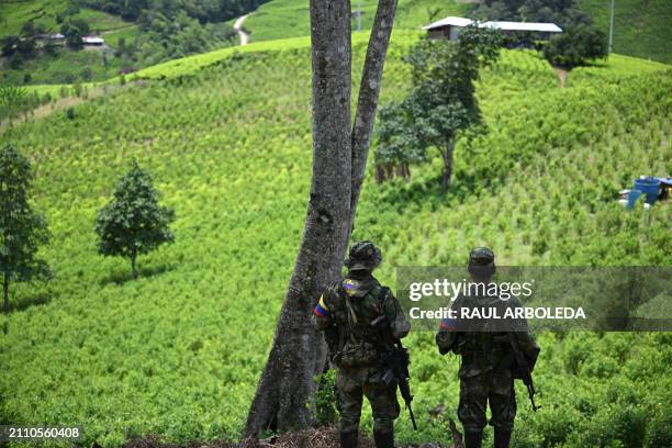 Members of the Carlos Patino front of the dissident FARC guerrilla patrol next to coca crops in Micay Canyon, a mountainous area and EMC stronghold...