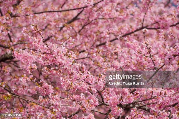 early-blooming cherry blossoms (kawazu zakura) - japanese cherry blossom wallpaper stock-fotos und bilder