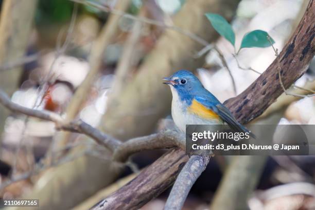 a happy blue bird, the lovely red-flanked bluetail (tarsiger cyanurus, family comprising flycatchers) chirping.

at omachi park natural observation garden, ichikawa, chiba, japan,
photo by march 9, 2024. - tarsiger cyanurus stock pictures, royalty-free photos & images