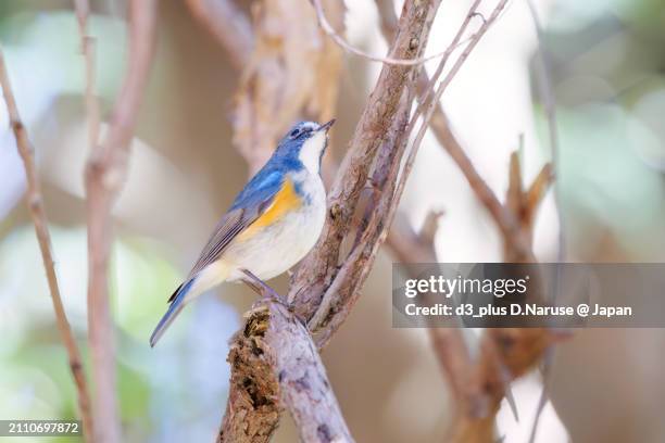 a happy blue bird, the lovely red-flanked bluetail (tarsiger cyanurus, family comprising flycatchers).

at omachi park natural observation garden, ichikawa, chiba, japan,
photo by march 9, 2024. - tarsiger cyanurus stock pictures, royalty-free photos & images