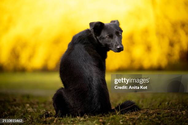 the black dog sits with his back and turns his head towards the photographer - faze rug stockfoto's en -beelden