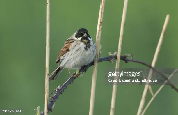 a male reed bunting (emberiza schoeniclus) perching on a bramble bush branch in the reeds at the edge of a ditch. - brown bird stock pictures, royalty-free photos & images