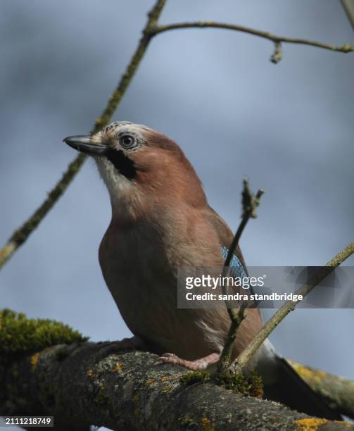 a  jay, garrulus glandarius, perched on a branch of a tree in springtime. - brown bird stock pictures, royalty-free photos & images