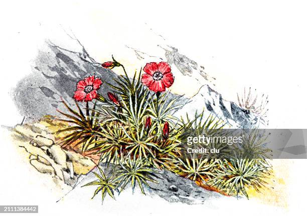 illustrations, cliparts, dessins animés et icônes de fleur rose des alpes - jasmin