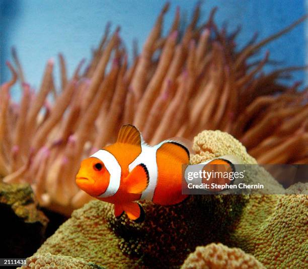 Clownfish is seen June 25, 2003 at New World Aquarium in New York City. As a result of the tremendous success of the animated movie "Finding Nemo,"...