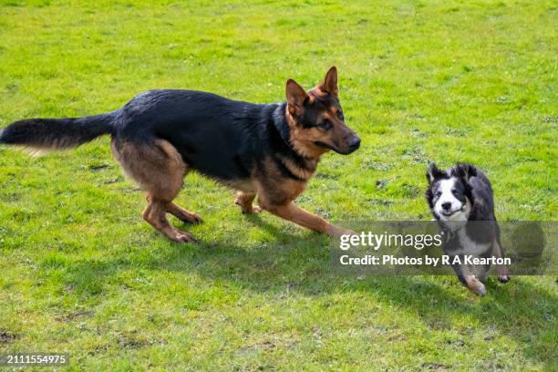 two young dogs playing on grass in the sunshine - german shepherd playing stock pictures, royalty-free photos & images