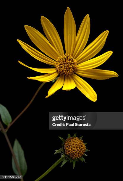 helianthus tuberosus (jerusalem artichoke, sunroot, sunchoke, wild sunflower, topinambur) - immortelle fleur stock pictures, royalty-free photos & images