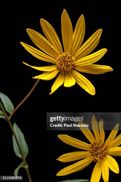 helianthus tuberosus (jerusalem artichoke, sunroot, sunchoke, wild sunflower, topinambur) - immortelle fleur stock pictures, royalty-free photos & images