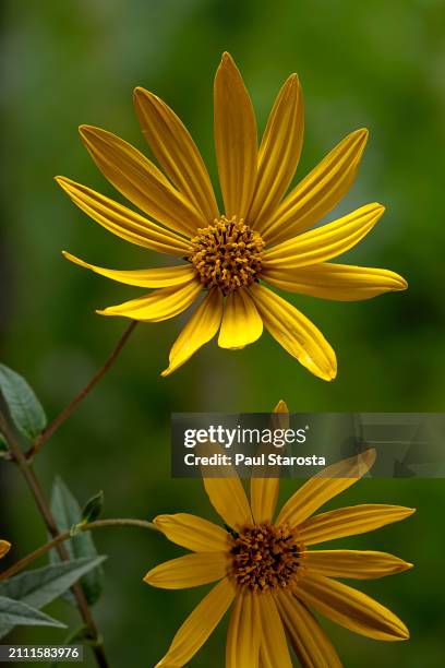 helianthus tuberosus (jerusalem artichoke, sunroot, sunchoke, wild sunflower, topinambur) - immortelle fleur stock pictures, royalty-free photos & images