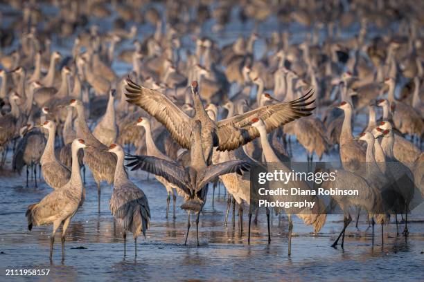sandhill cranes jumping for joy at sunrise on the platte river near gibbon, nebraska - kearney-nebraska photos et images de collection