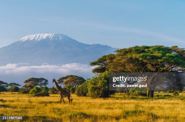jirafa masai frente a la montaña kilimanjaro en el parque nacional de amboseli, kenia - kenia fotografías e imágenes de stock