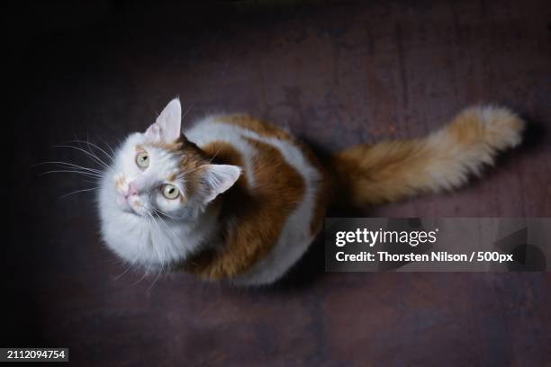 high angle view of cat on floor,germany - thorsten nilson foto e immagini stock