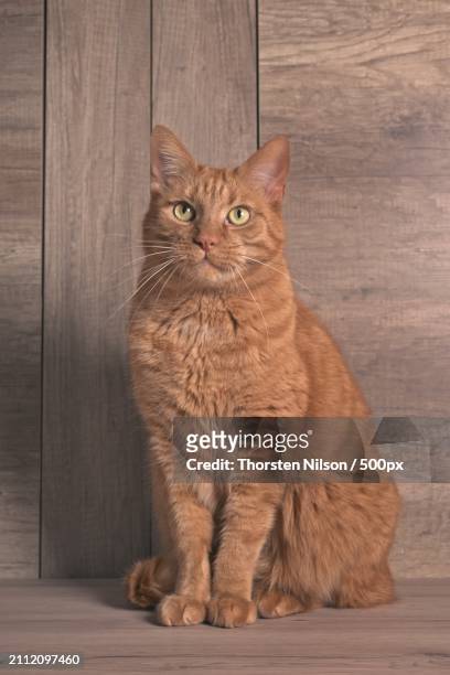 portrait of cat sitting on wooden floor,germany - thorsten nilson stockfoto's en -beelden