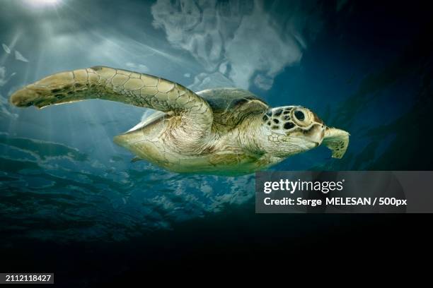 close-up of green sea turtle swimming in sea,mayotte - mayotte stock pictures, royalty-free photos & images