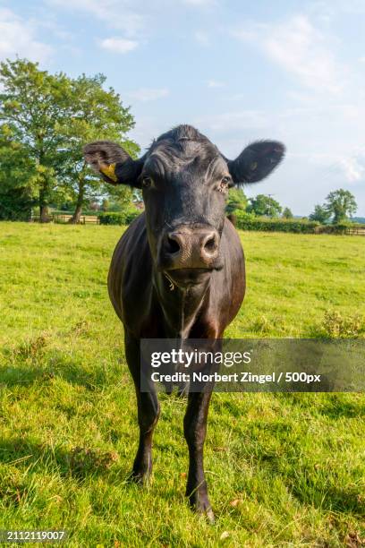 portrait of cow standing on field - norbert zingel 個照片及圖片檔