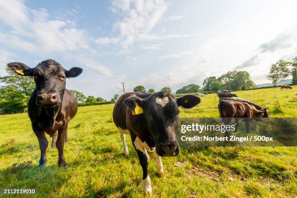 portrait of cows standing on field against sky - norbert zingel 個照片及圖片檔