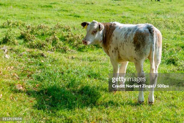 portrait of cow standing on field - norbert zingel photos et images de collection