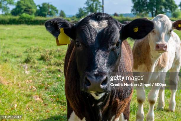 portrait of cows standing on field - norbert zingel 個照片及圖片檔