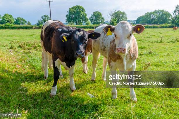 portrait of cows standing on field - norbert zingel 個照片�及圖片檔
