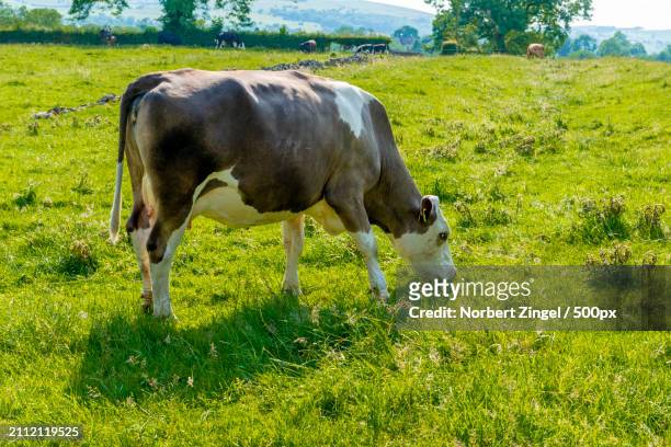 side view of cow grazing on grassy field - norbert zingel photos et images de collection