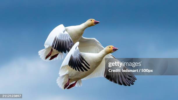 low angle view of birds flying against sky,richmond,british columbia,canada - richmond british columbia stock pictures, royalty-free photos & images