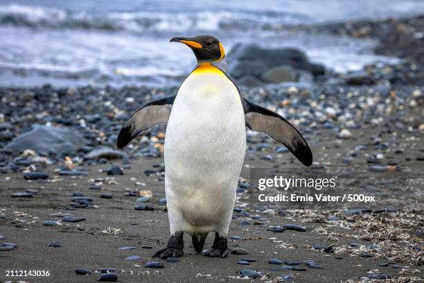 full-length-of-king-penguin-on