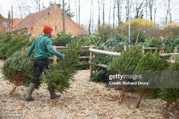 a christmas tree salesman - abete foto e immagini stock