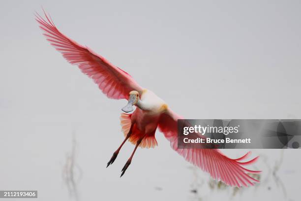 Roseate Spoonbill flies over Stick Marsh on March 01, 2024 in Fellsmere, Florida. The spoonbill's pink color is a side product of the bird's diet,...