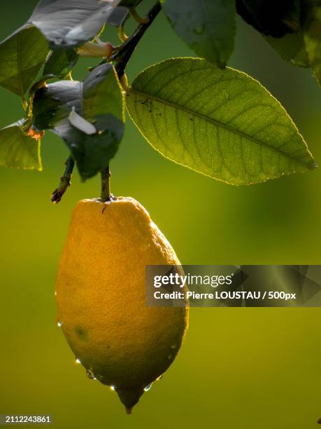 close-up of lemon on tree,france - lemon tree stock pictures, royalty-free photos & images