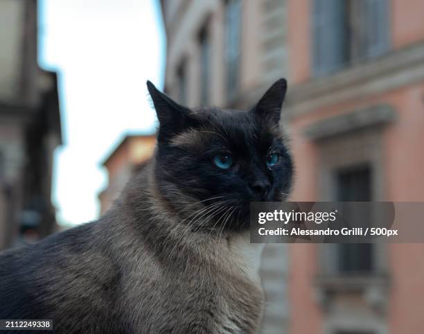 close-up portrait of black cat - siamkatze stock-fotos und bilder