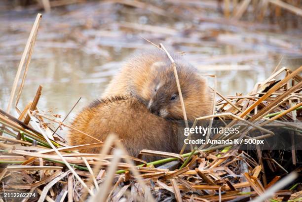 close-up of rodent on field - mustela vison stock pictures, royalty-free photos & images