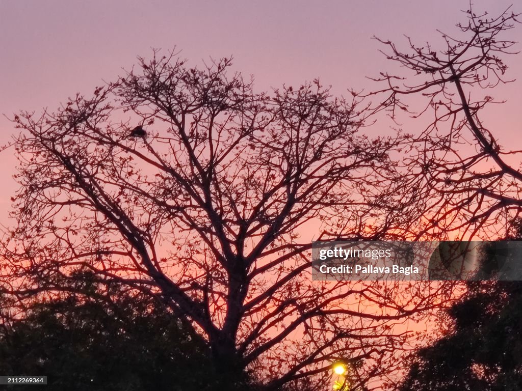 Silk Cotton Tree In Bloom At Dusk And Evening Glow
