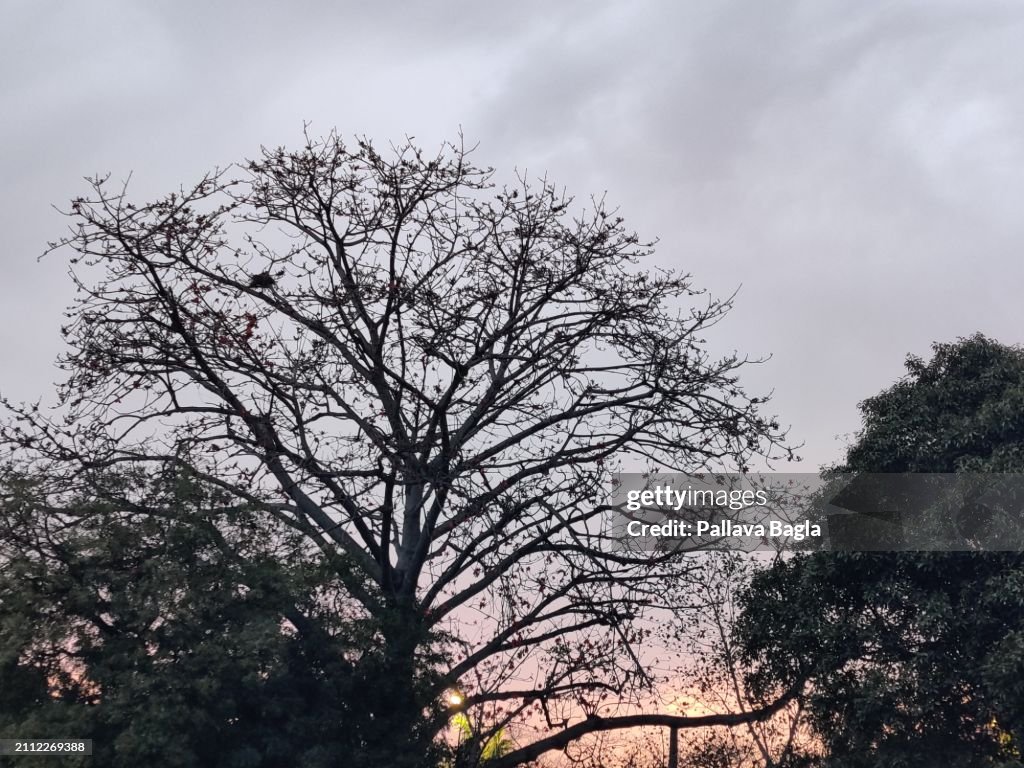 Silk Cotton Tree In Bloom At Dusk And Evening Glow