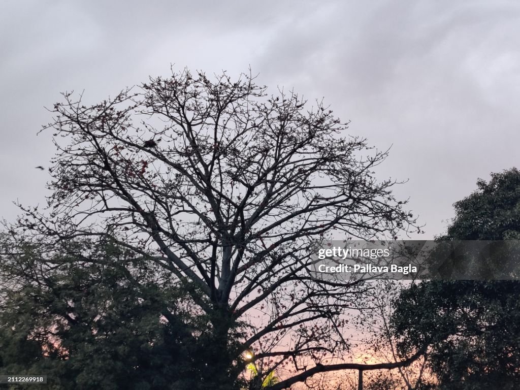 Silk Cotton Tree In Bloom At Dusk And Evening Glow