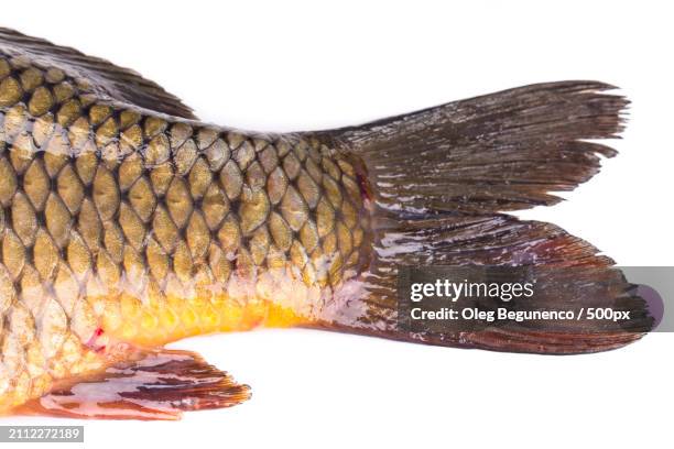 close-up of freshwater carp against white background - scaleless fish stock pictures, royalty-free photos & images
