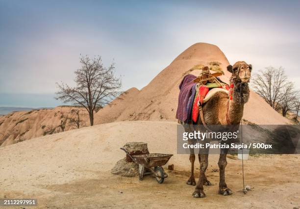 the dromedary camel - animali stock pictures, royalty-free photos & images