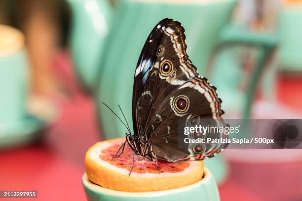 close-up of butterfly on leaf,rome,italy - animali stock pictures, royalty-free photos & images