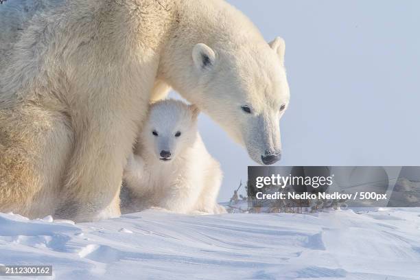 two polar bears play fight - polar bear cub stock pictures, royalty-free photos & images