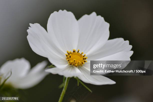 close-up of white cosmos flower - schmuckkörbchen stock-fotos und bilder