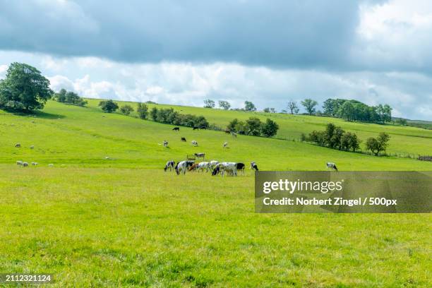 a horse grazing in the grassland - norbert zingel photos et images de collection