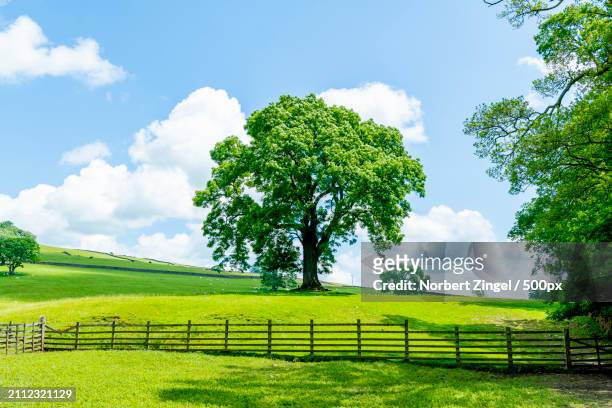 beautiful farm - solitaire stock pictures, royalty-free photos & images
