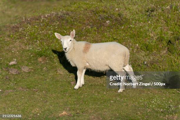 portrait of mountain goat standing on field - norbert zingel photos et images de collection