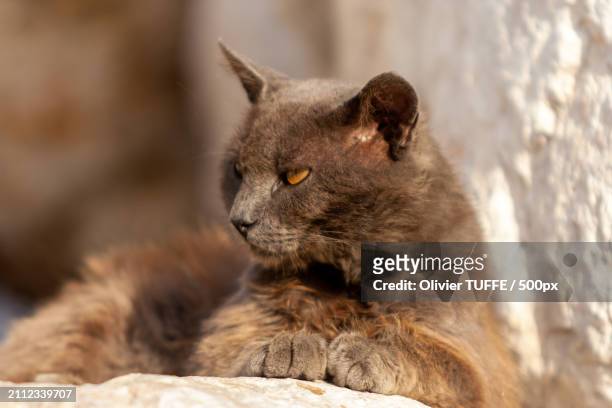 close-up of cat relaxing outdoors - chat repos stock pictures, royalty-free photos & images
