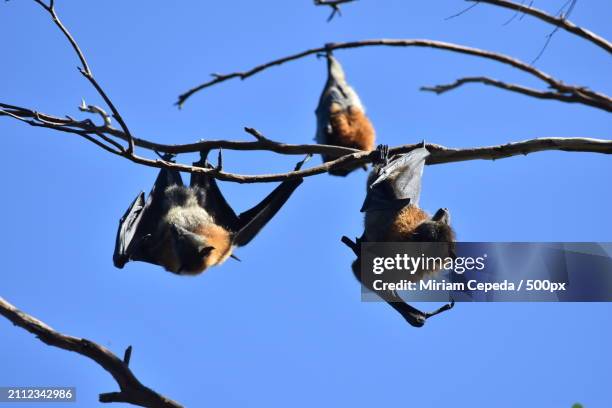 low angle view of birds perching on branch against clear blue sky - spider monkey stock pictures, royalty-free photos & images
