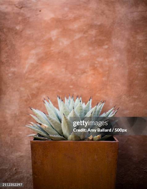 close-up of succulent plant against wall,santa fe,new mexico,united states,usa - santa fe stockfoto's en -beelden