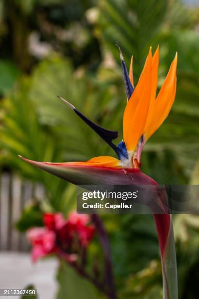 fleur exotique - oiseau de paradis - oiseau tropical fotografías e imágenes de stock